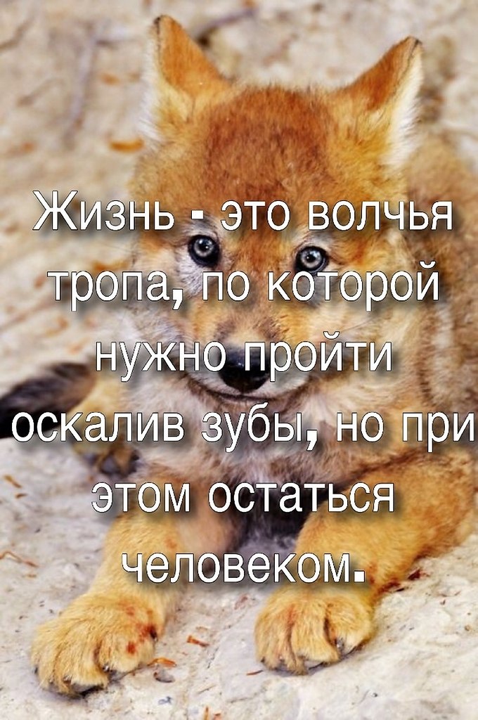 Цитаты тропа. Стих в дороге. Цитаты тропа. Дорога к цели. У лжи широкая дорога у правды узкая.