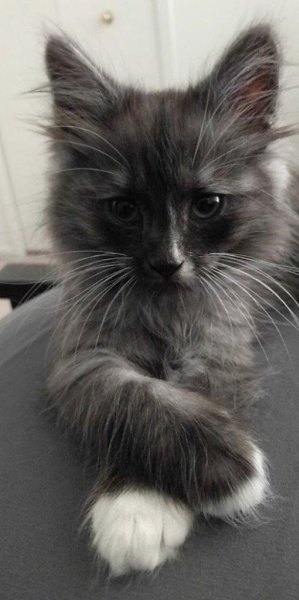 ����� ����� ���������, �������� �������� �����������