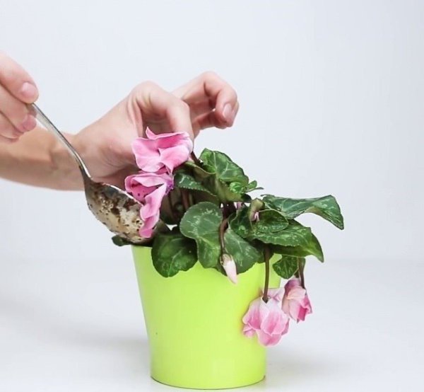 Как реанимировать комнатные растения.Практически всем комнатным растениям нужно много солнца. Как ...