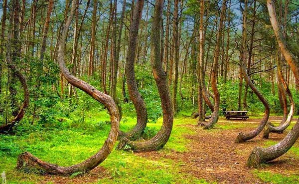 Кривой лес. Лес с кривыми деревьями в Польше. Кривой лес в ПольшеЭтот лес был посажен в 30-е годы ...