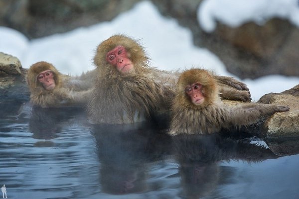        (Jigokudani Yaen-koen, Jigokudani Monkey Park)  ... - 2