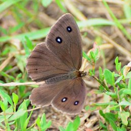 S I L E N I U S, ������, 35 ���