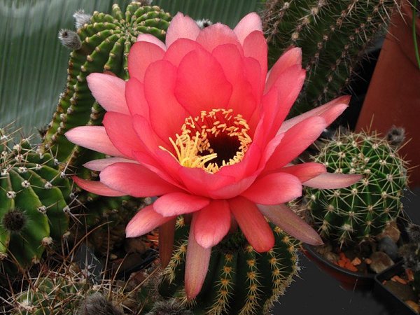 ������� � �������� � ������� ������� ������� ������. �� ����� �� 4 ���� ������ �� �����������, ...