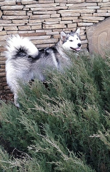 ����������� ������� .6 ���