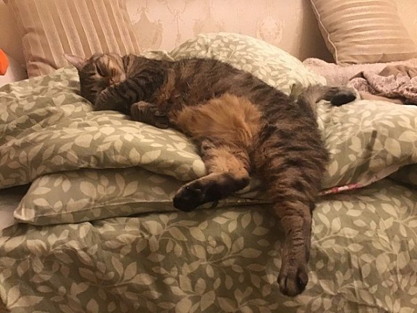 Xoрoшо быть котом.... .Проснулся, поел, сходил в туалет, поиграл и опять спать. А нам с утра на ...