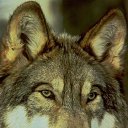 ���� ���������, ������ - ��������� 29 ������� 2019 � ������ �wolf�