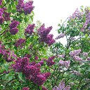 ���� �����_, ������, 50 ��� - ��������� 15 ��� 2019 � ������ ������ ��������