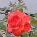 ���� �������� ����, ������, 53 ���� - ��������� 19 ������� 2019 � ������ ���� ����������