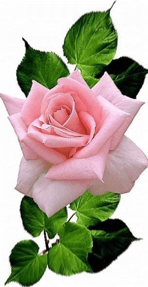 БАЛЛАДА О ЗАПАХАХ.На кухне я готовлю завтрак, Как пахнут кофе и халва! А может быть, имеют запах И ...