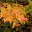 ���� ����, ����� - ��������� 7 ������ 2019 � ������ ���� ����������