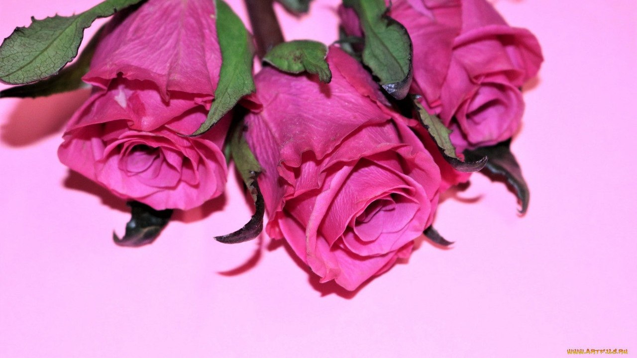   ,    . - 9  2019  21:03