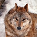 ���� ���������, ������ - ��������� 29 ������� 2019 � ������ �wolf�