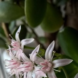 �����, ���������, 49 ���