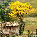 Ip amarelo    