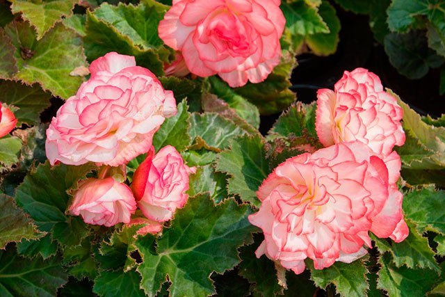 15  ,    .      ... - 3