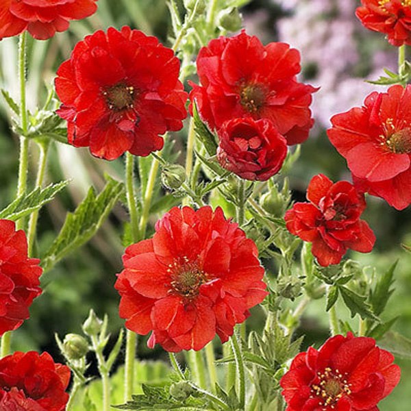 .  (Geum),    ,   50 .  ... - 2