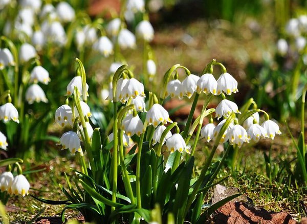 . (Leucojum)        ... - 3