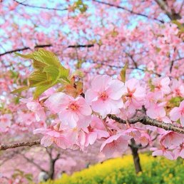 Elina, ����, 50 ���