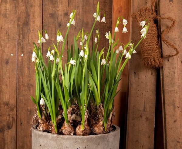 . (Leucojum)        ... - 2