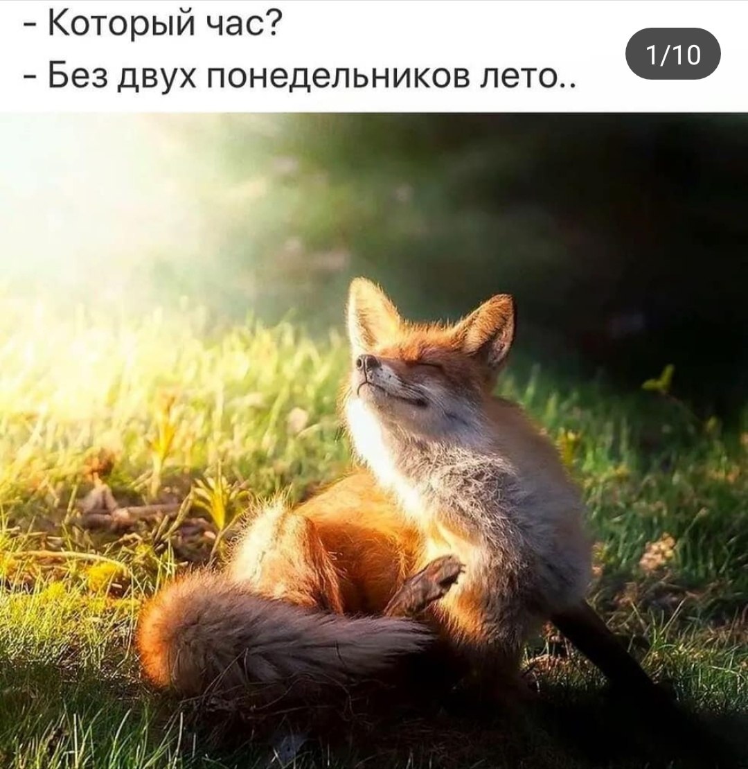 =Fox= - 19  2019  23:09
