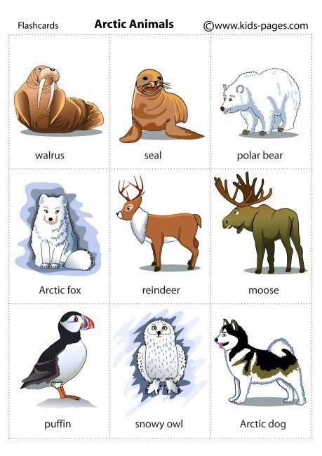  - Animals - 6