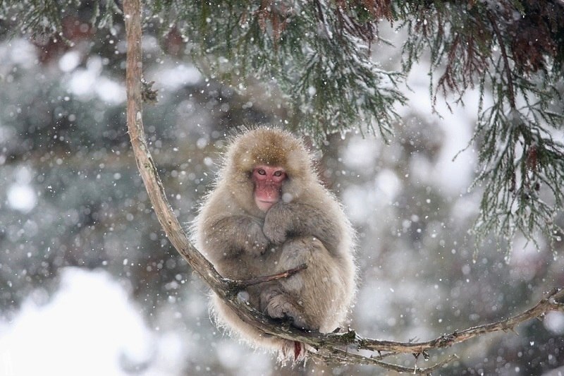        (Jigokudani Yaen-koen, Jigokudani Monkey Park)  ... - 3