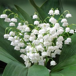 ������, �����, 45 ���