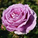  , , 70  -  18  2019   CA_2019_San Jose_Rose Garden