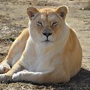 ���� *�))), ������ - ��������� 12 �������� 2019 � ������ ���� ����������