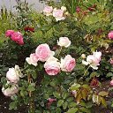 ���� ������, �����-���������, 33 ���� - ��������� 7 ������� 2019 � ������ ���� ����������