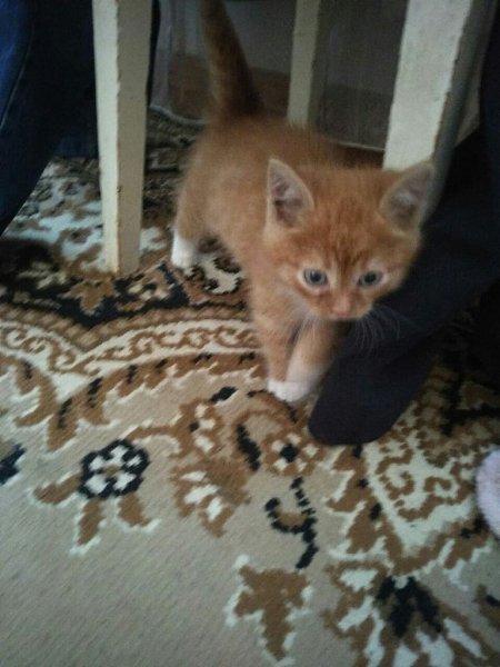 #Безкота_добро.Такого карапуза оставили у меня в маршрутке, (г.Голицыно) фото с разницей в год.