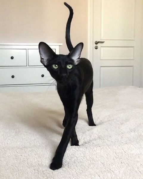 Котики-муркотики