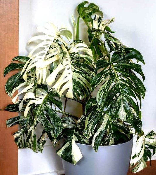 . (Monstera deliciosa)          ... - 4