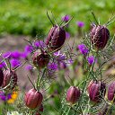  , , 52  -  11  2019     2019