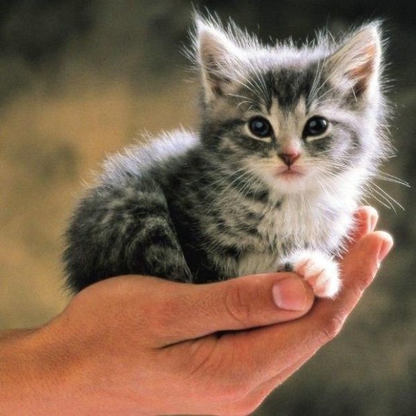 �� ������� ���. ������� ��������.