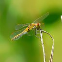 �������� �� ������� ����� ��Ȼ