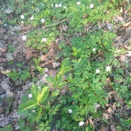 Elena, ������, 54 ����