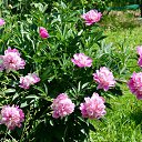 ���� �������, ������, 60 ��� - ��������� 13 ���� 2019 � ������ ������ ��������
