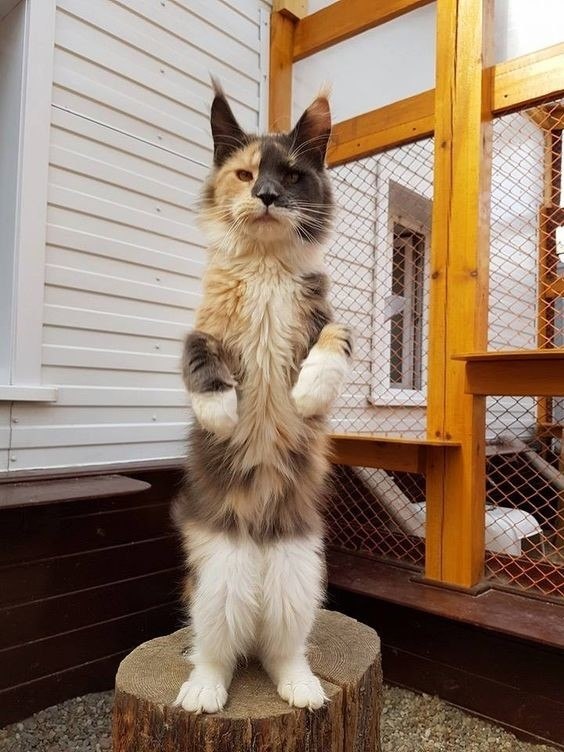  ?!