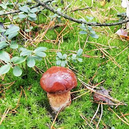 �����, �������, 42 ����