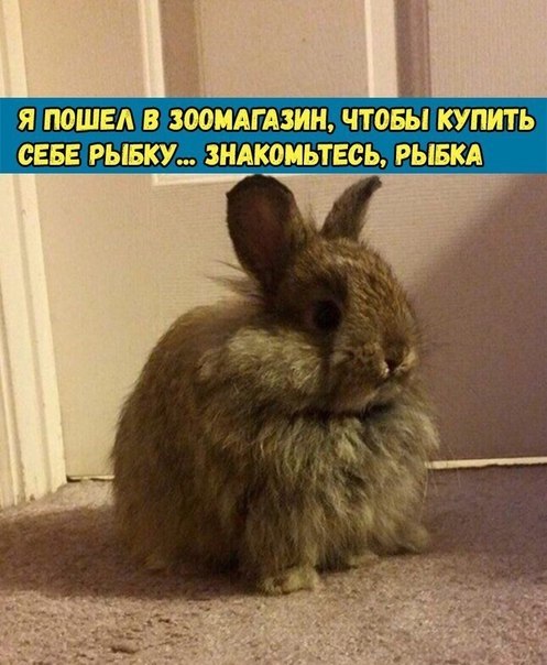 ? ,  ! - 17  2019  03:43