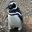 ���� �������, �����������, 74 ���� - ��������� 21 ���� 2019 � ������ ���� ����������