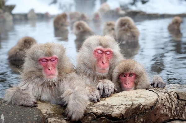        (Jigokudani Yaen-koen, Jigokudani Monkey Park)  ...