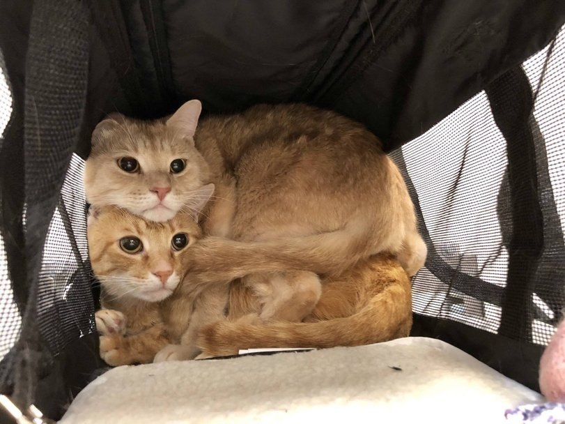 Cat.rar