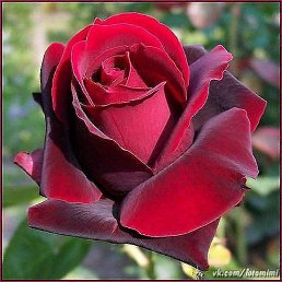 �����, ������