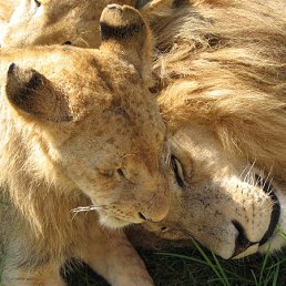 �����, ���, 59 ���