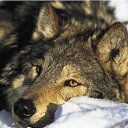 ���� ���������, ������ - ��������� 29 ������� 2019 � ������ �wolf�