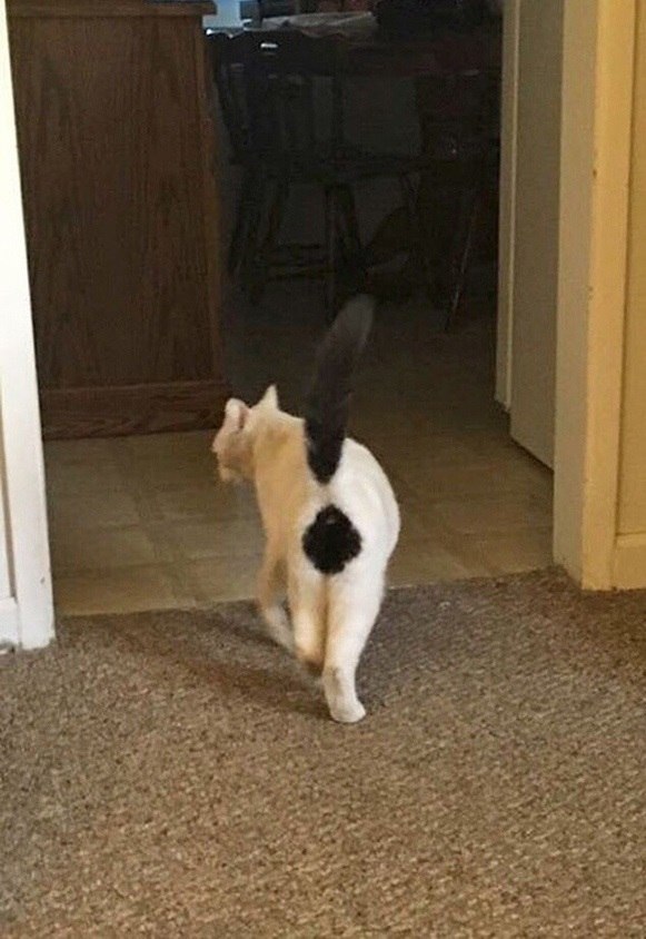 Ko        
