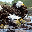 ���� ���������, �������, 36 ��� - ��������� 18 ������ 2019 � ������ ������ ��������