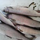 ���� ��������, ����������, 65 ��� - ��������� 5 ��� 2019 � ������ ���� ����������